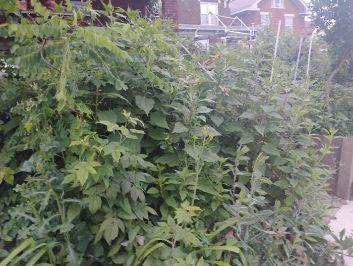 Down by the sidewalk, a huge patch to draw from.