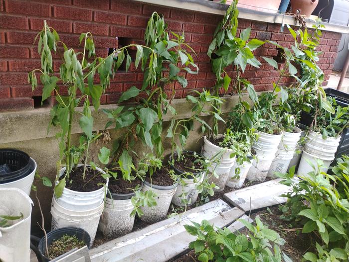 The droopy ones are new