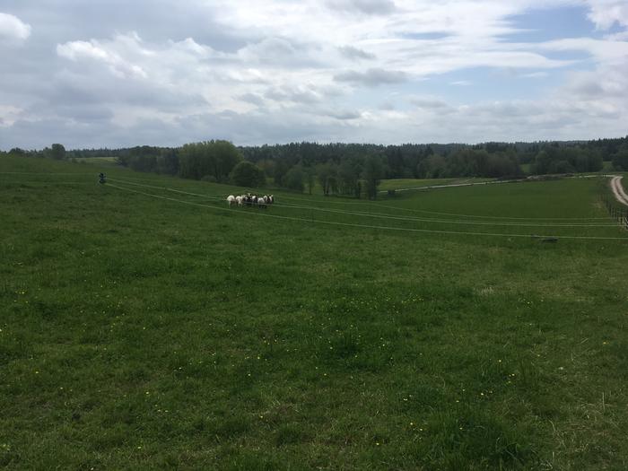 Lawnmown