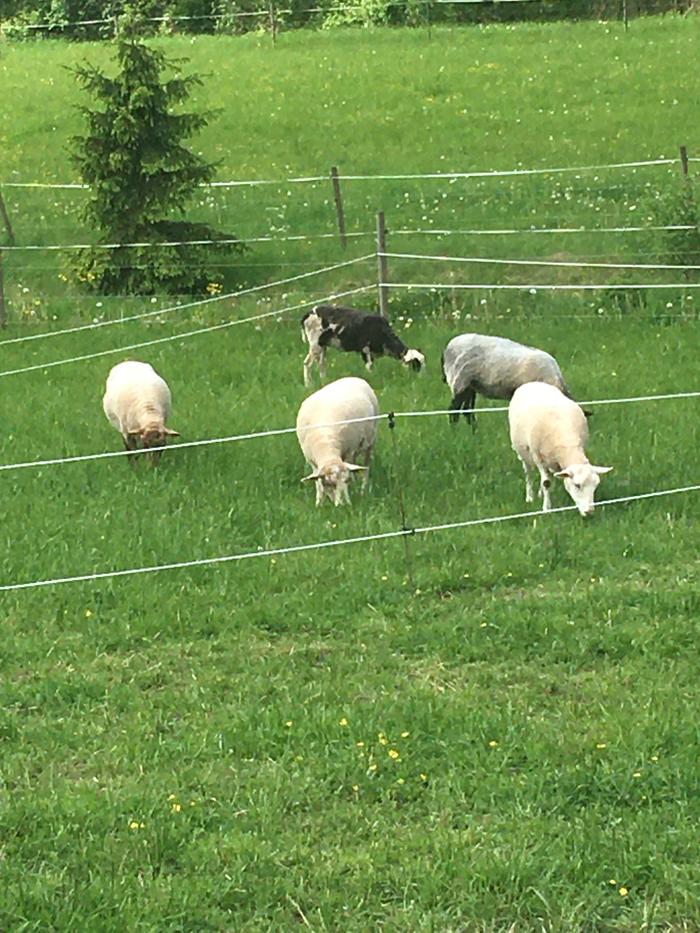 Spoiled sheep