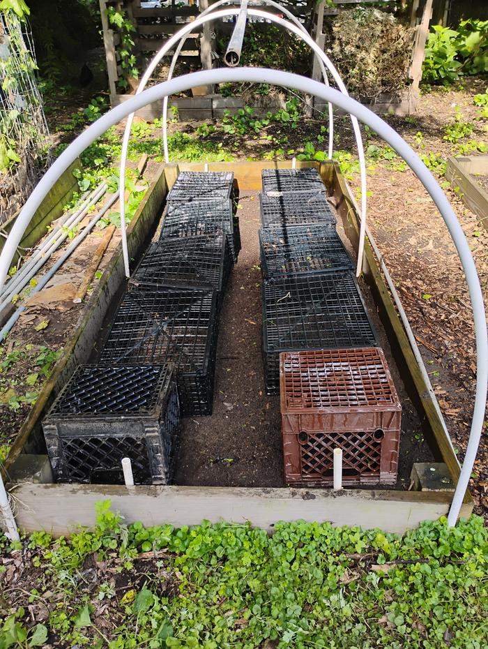 The hoops are not netted yet, so we are using these boxes for crop protection.