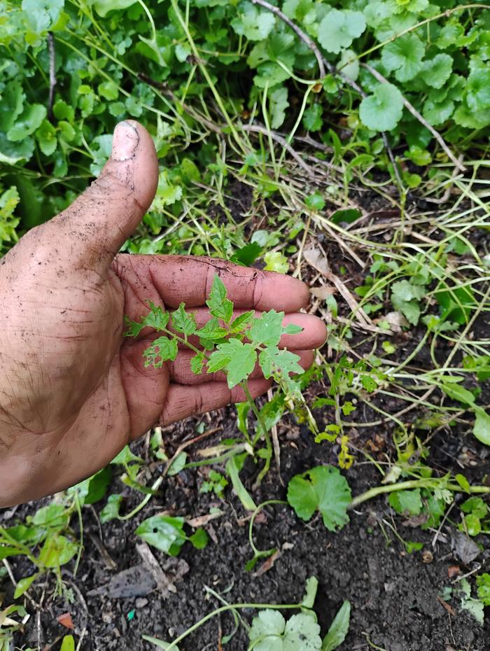 Volunteer tomato plant