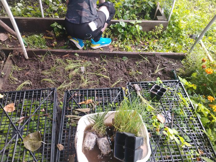 I'm planting chives, Steve is weeding the string beans