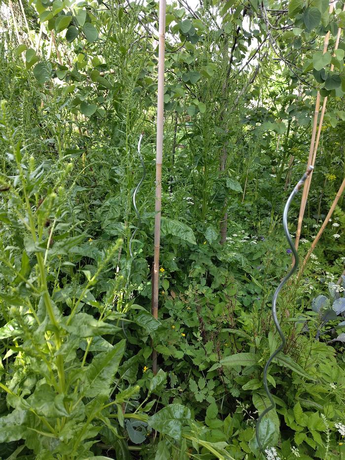 urban jungle ... only the greater celandine and columbine (yellow and violet flowers) are inedible.