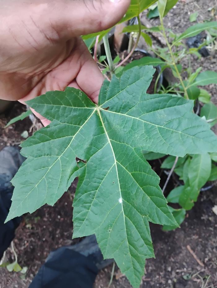 Bigleaf, Red or something else