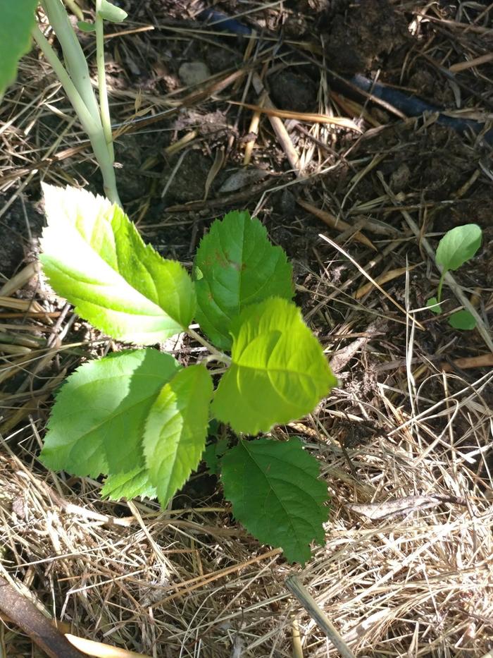 [Thumbnail for white-mulberry-seedling.jpg]
