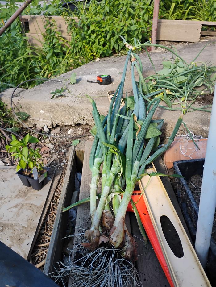 Some of my weeds are onions!