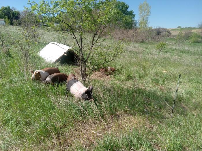 Happy pigs on pasture. You can see the yellow fence wire in the bottom of the picture.