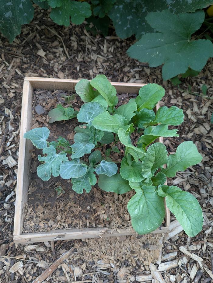 native soil bed