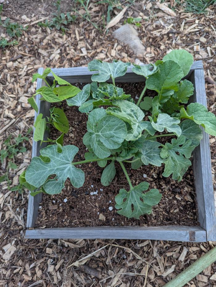 potting soil bed
