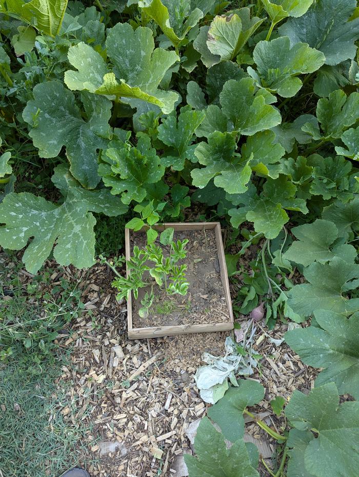 native soil bed