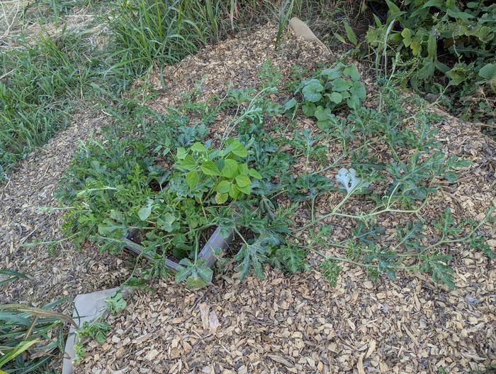 top 5" of bagged soil, mix some bag soil with native soil under the bed 