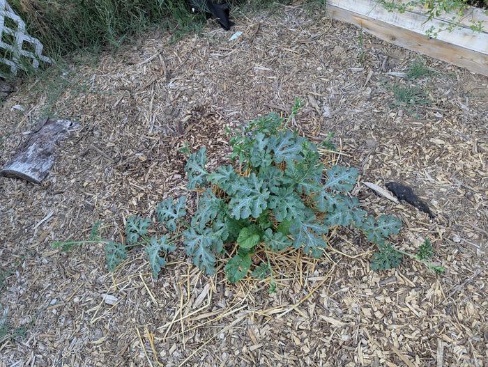 chicken wire basket planted later than the others