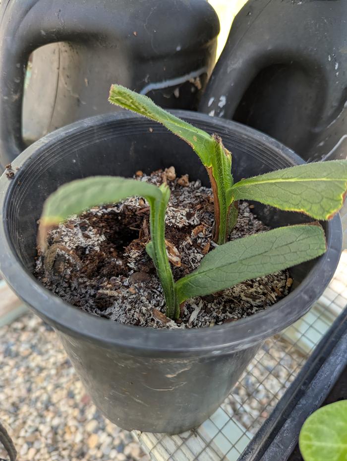 comfrey cuttings. I removed the one that clearly died 