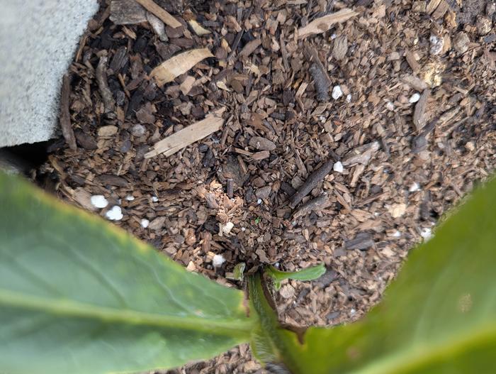 In the ground less than a week and already sending up new growth 