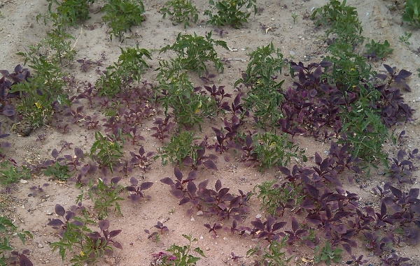 [Thumbnail for Red-amaranth-in-Ladakh-as-weed-in-tomatoes.jpg]