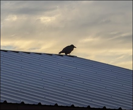 Barn roof with raven