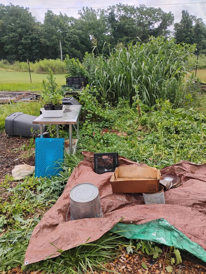 This was where a compost pile was.It will get corn.
