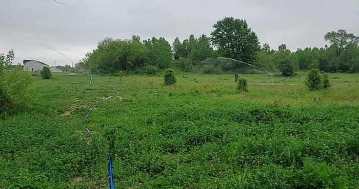Sprinklers in action