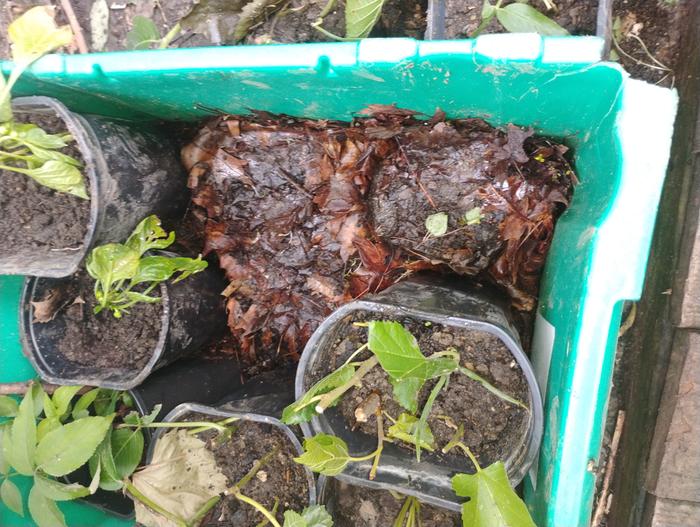 Some mulberry cuttings, a few up potted peppers