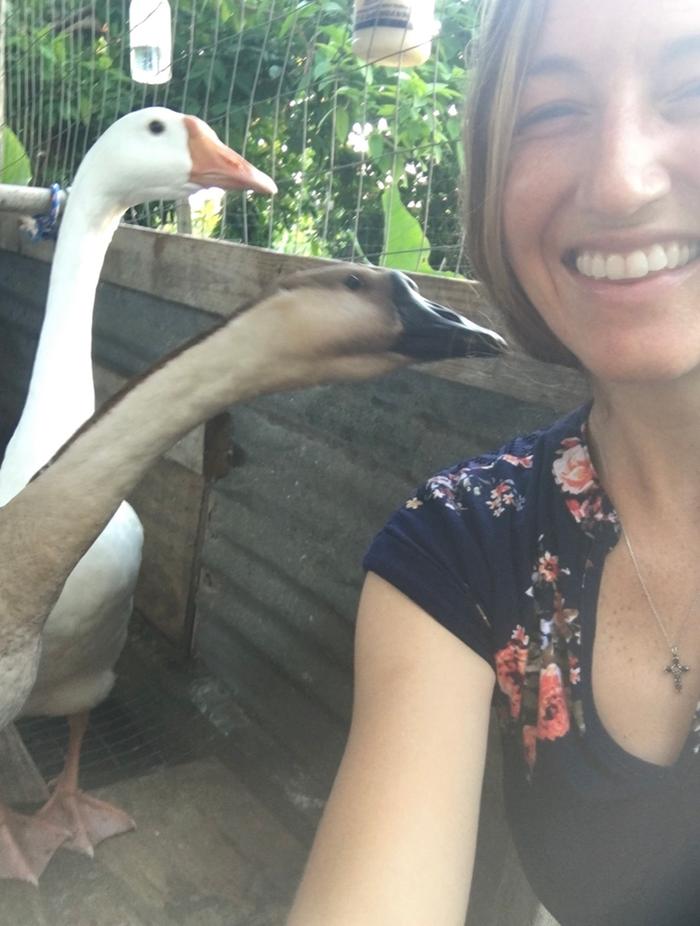 geese scare me, frankly