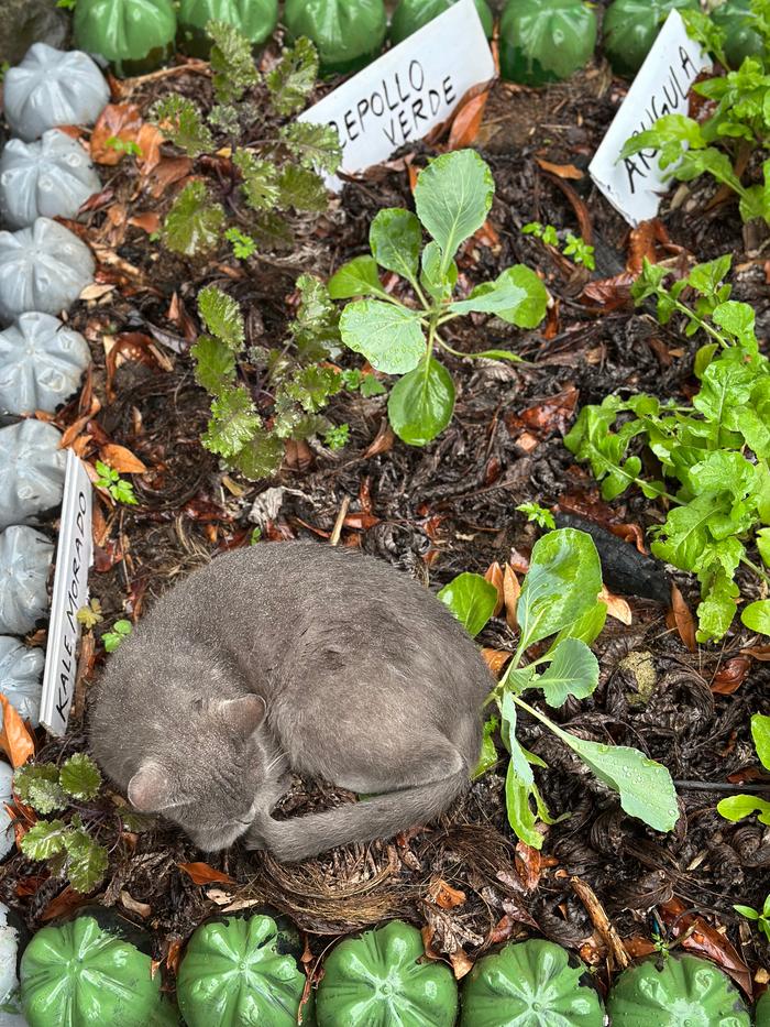 garden gato