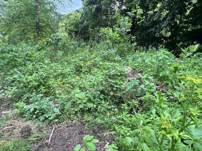 Evening primrose, poke, sochan, blackberry, black raspberry, grape, lots of good perennials 