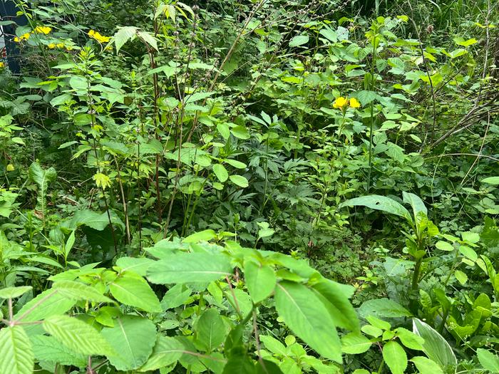 Walking onions, potatoes, lots of jewelweed, cup plant, sochan