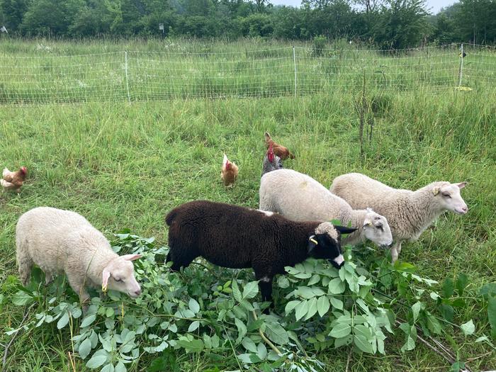 Lambs harvesting pruned ash branches