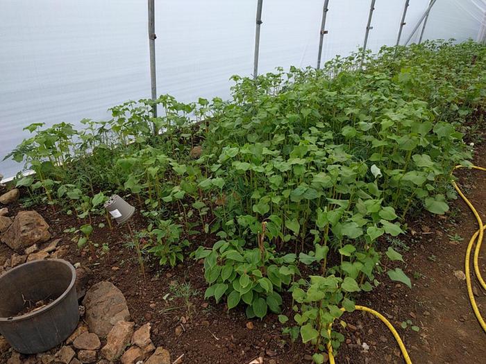 spot the tomato plants!