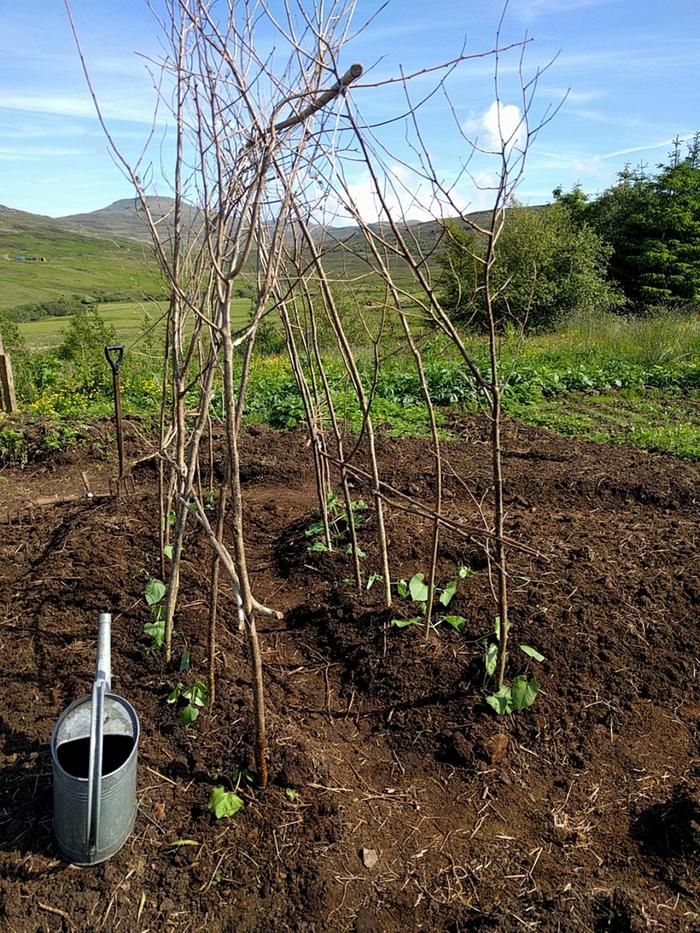 Runner bean just planted!
