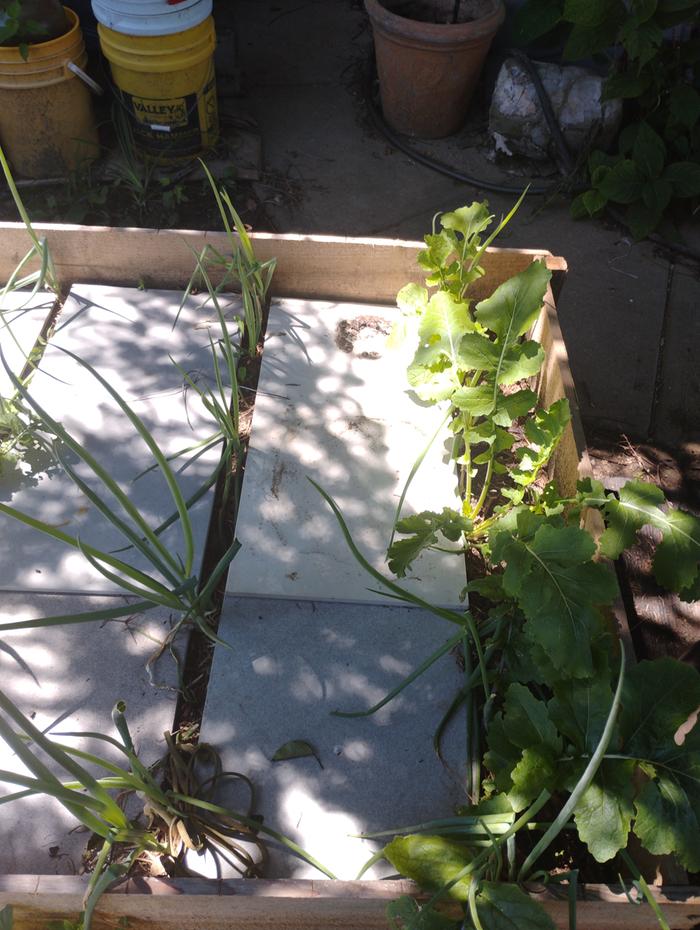 A mix of green onions and walking onions, w/ a few turnip greens greens .A side benefit, the soil isn't disturbed by watering.