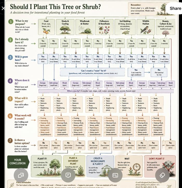 My planting diagram, which is a work in progress