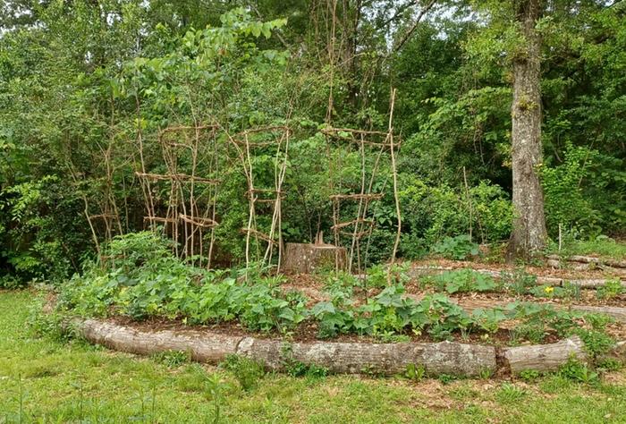 Eight foot tall tomato cages made of saplings tied to vine wreaths.