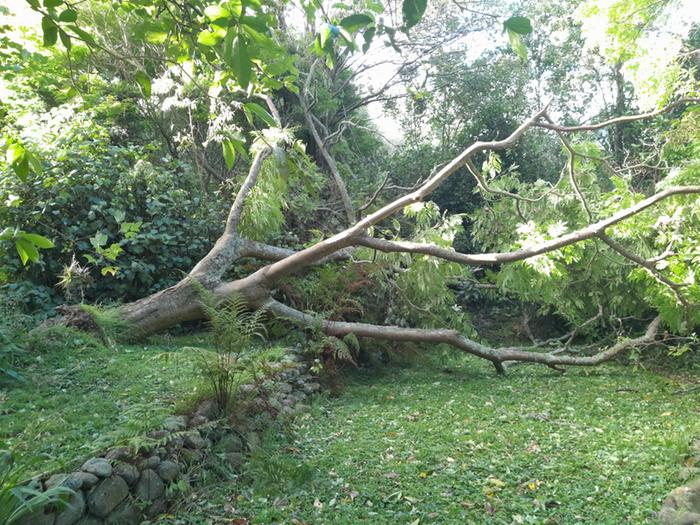 tree down