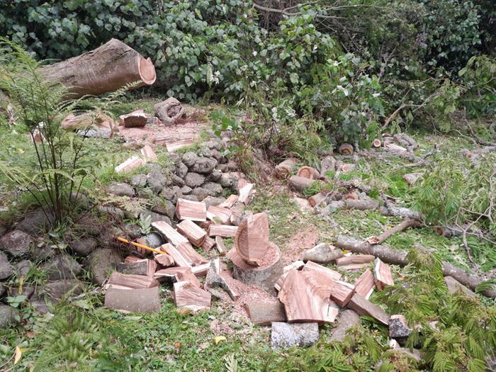 firewood