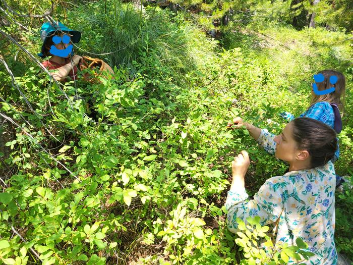 huckleberry picking