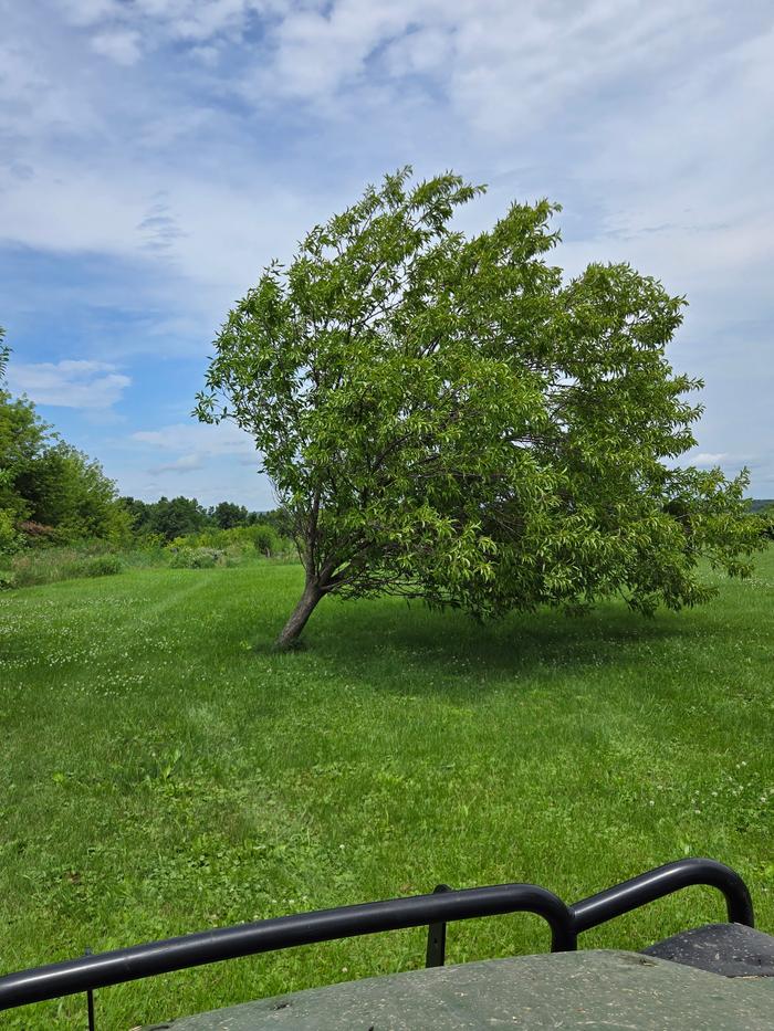 Plum tree