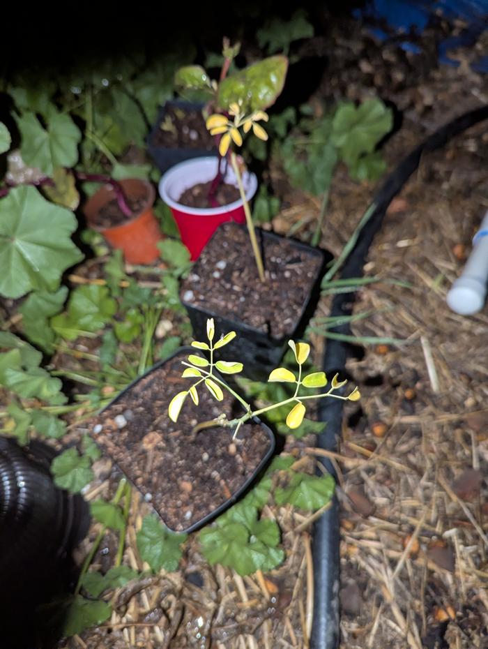 2 I put in a little bigger pot today because they were turning yellow 