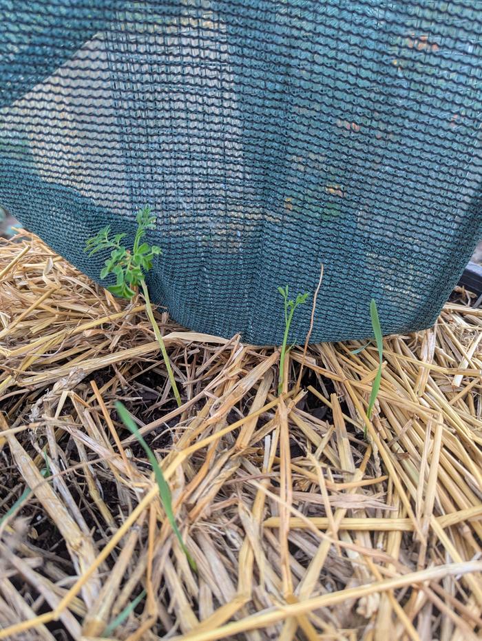 two Moringa 
