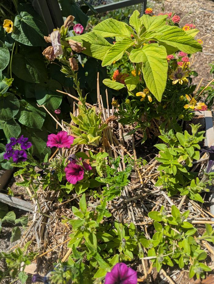 little tiny Moringa in the center of the survivors pot 