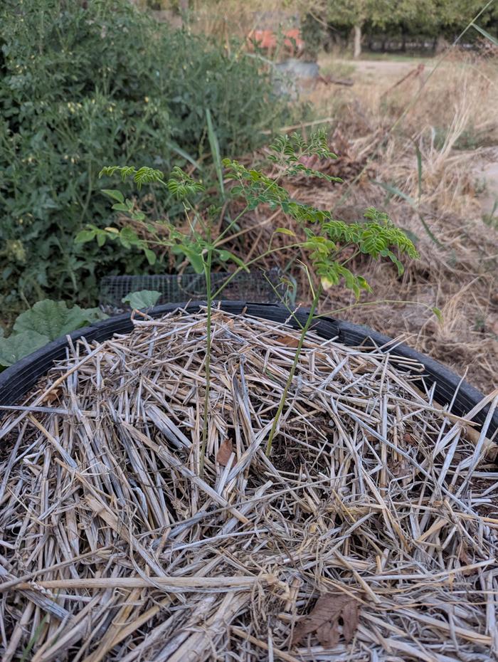 two little Moringa 