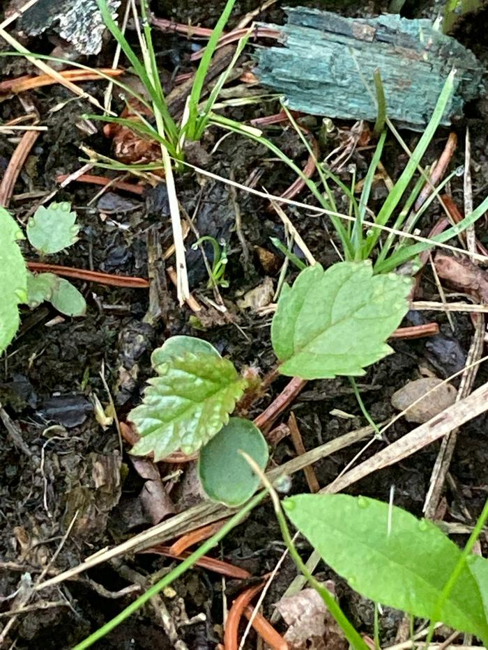 Yellow Birch seedling June 2026