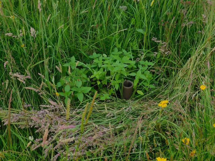 annual hemp nettle marking new tree location