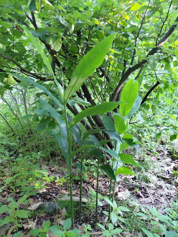 Mioga in full shade in zone 5 Maine