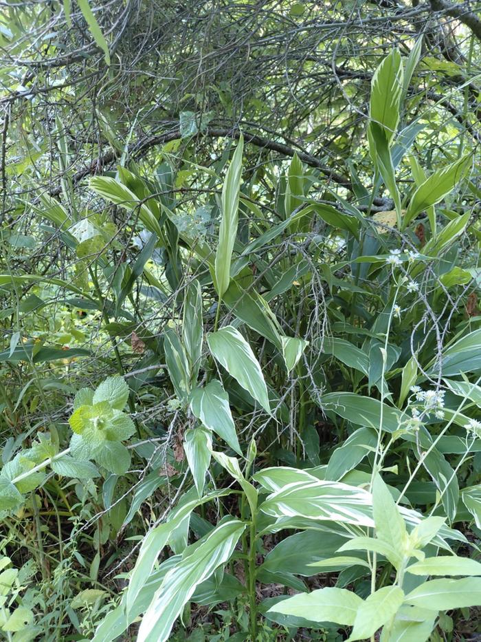 Another variegated form growing under a seaberry