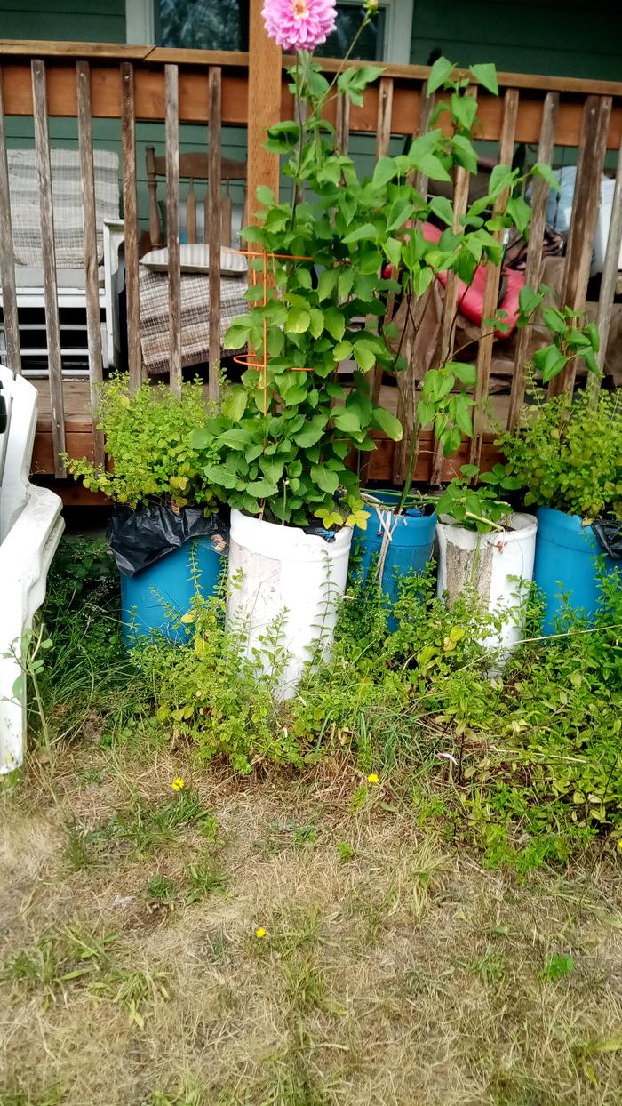 Half barrel on hand truck to move it to green house in winter. cover crop evening primrose salad greens. wire cage to keep the deer from harvesting them