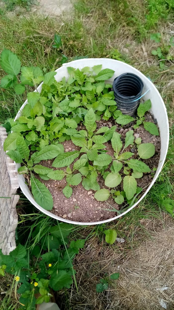 Example of 1/4 barrel showing fill tube just started allowing plants to start feeding the soil life. will be planted to potatoes over winter. light enough to dump and refill for harvest.