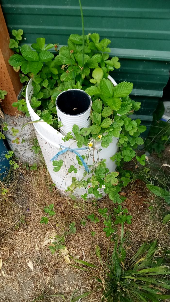 Strawberry runners using the side of the barrel.