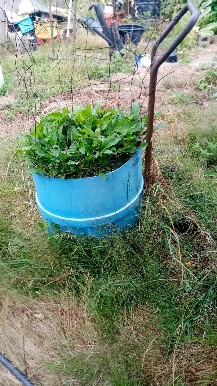 Half barrel on hand truck to move it to greenhouse in winter. evening primrose for salad greens. wire cage to keep deer from harvesting.